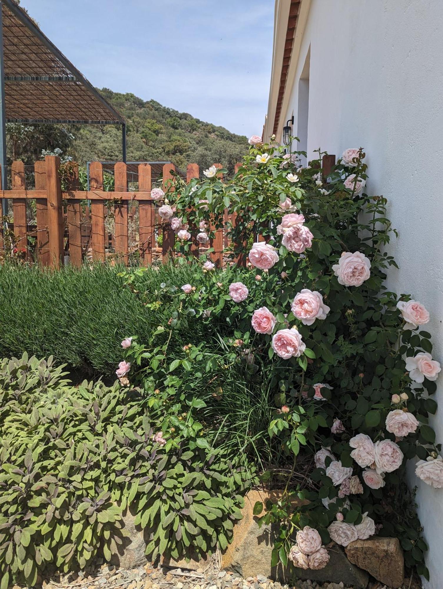 Finca Bravo Cortegana Exterior photo